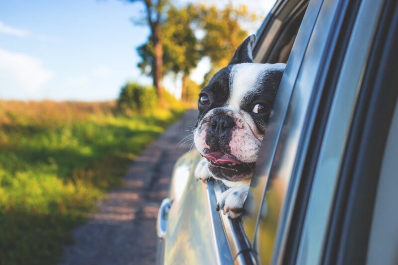 車の窓から顔を出してる白と黒の模様の犬